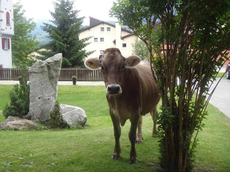 Wohnung Haus Kaufen In Disentis Muster Homegate Ch